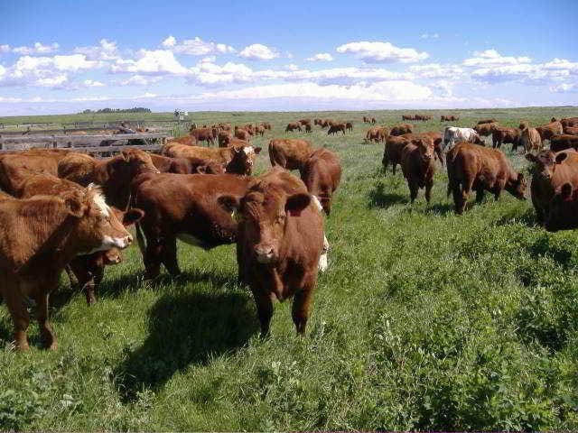 Cows